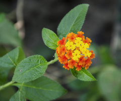 Lantana / Sand-Verbenas