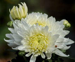 Chrysanthemum