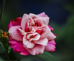Rose (Beauty of Nature)