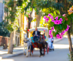Büyükada Günlükleri