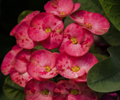 Crown-of-thorns