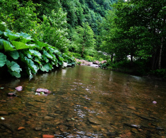 Akçaova ırmağı/ordu