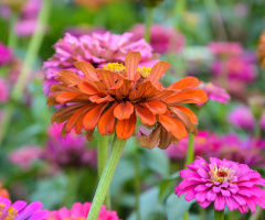 Zinnia