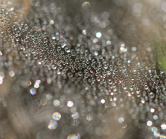 spider's net