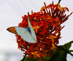 Great Orange Tip