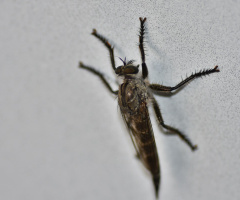 Detaylar