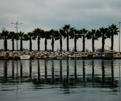 Kavaklı Marina Palmiyeler & Yansıma