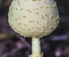 mushroom