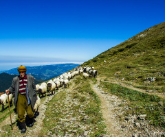 SÜRÜ