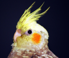 Carlos 