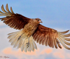 Wings