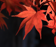maple leaf