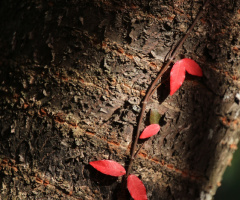 small autumn