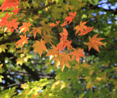 Autumn leaves