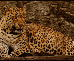 Leopard - Pars