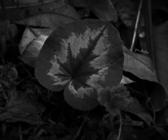 Cyclamens 