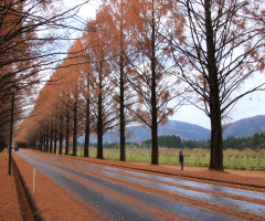 avenue