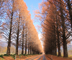 Autumn street