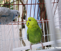Maviş ve Paşa