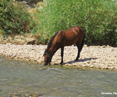 Şaha'AT
