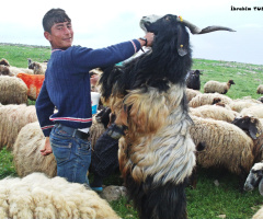 Zokad Beldesi / SİİRT