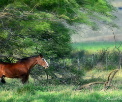 Campestral picture