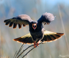 Very Angry