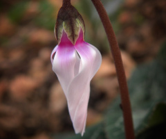 Cyclamen 