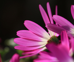 pink petals