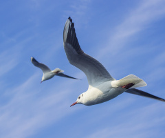 Martı ( Seagull ) 
