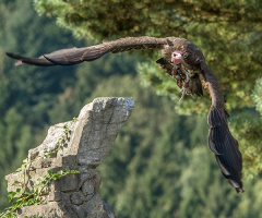 Hooded Vulture