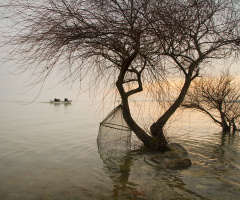 Gõlyazı