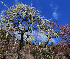 spring !