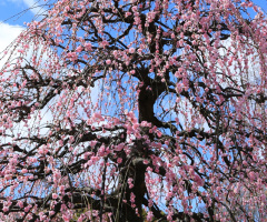 blossoms…