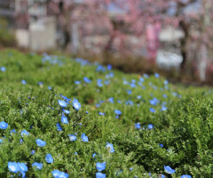 Nemophila