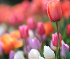 tulip