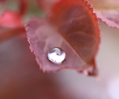 drop
