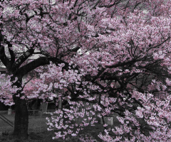 Cherry blossom