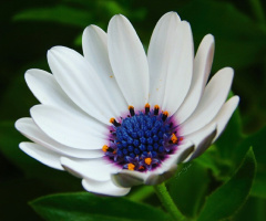 Marguerite
