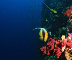 Red Sea Bannerfish
