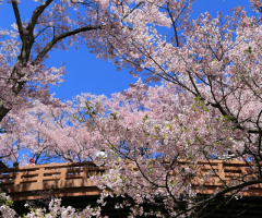 Cherry blossom !!