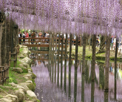 purple park