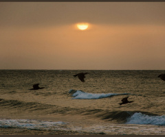 karabataklar - cormorants