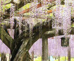 Wisteria