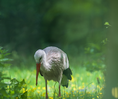 White Stork