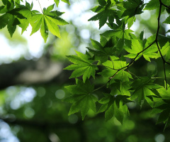 Light and shadow