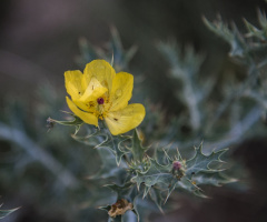 Wild flower