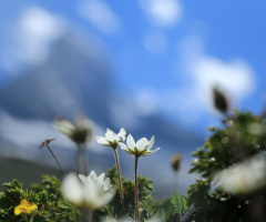 in front of Matterhorn