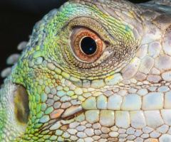 İguana