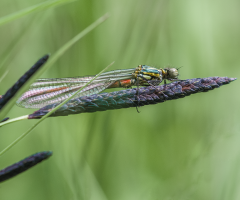 Libelle - Dragonfly